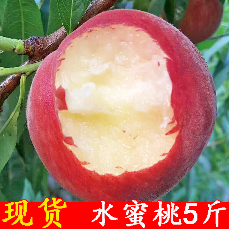 ÏÖ»õË®ÃÛÌÒ5½ï í¸É½ÌÒ×ÓÐÂÏÊÔи¾Ë®¹ûµ±¼¾°üÓÊ´àÌÒëÌÒ·Ç»ÆÌÒÓÍÌÒ