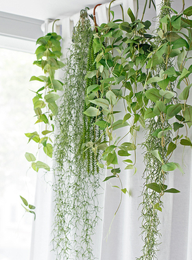 北欧INS精品仿真植物假花藤条绿萝吊兰装饰墙壁挂花吊篮挂藤包邮