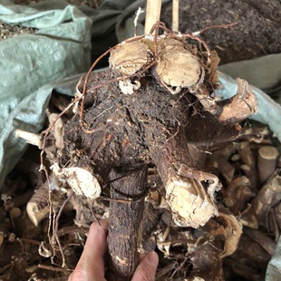 了哥王根中药材了歌王根带皮500克 雀仔麻九信草山豆了地棉皮