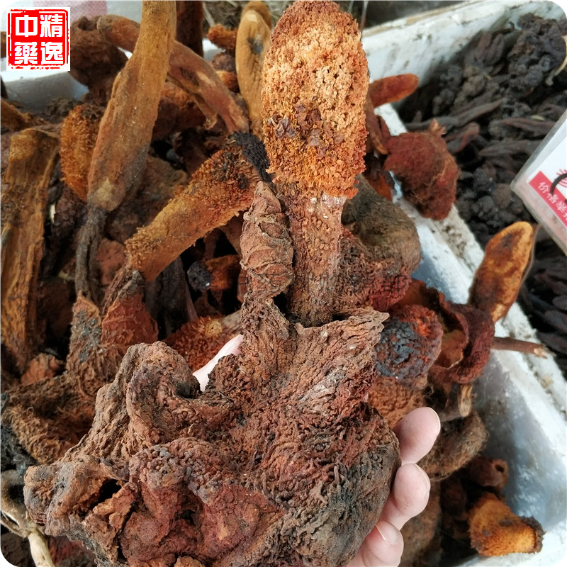 頂天柱回春草不老草中藥材泡酒料