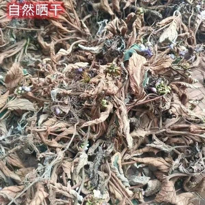 广西甄选野生石上莲岩百菜留读菜俗称软肝草中药材正品软肝草新鲜