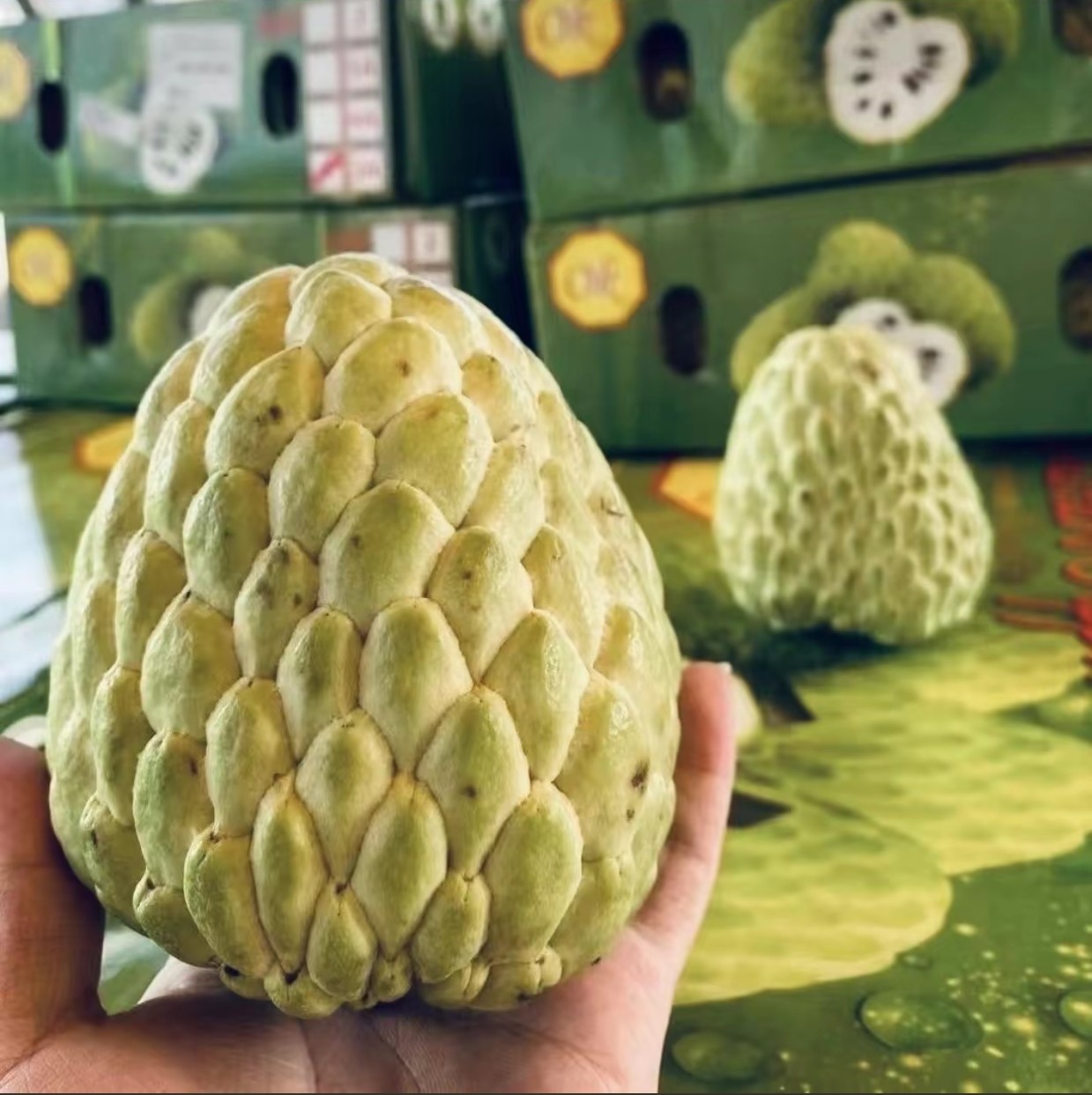 泰国大目牛奶释迦嫁接果苗，叶片认准波浪型，带土带叶品种保真。