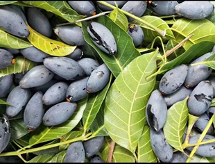 广东吊思茅乌榄黑橄榄果树苗嫁接 工艺油榄带土带叶发货庭院种植