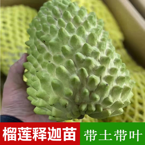 榴莲释迦番荔枝牛心梨苗带土带叶