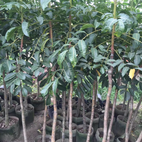 普宁吊思茅黑橄榄嫁接种苗带土叶