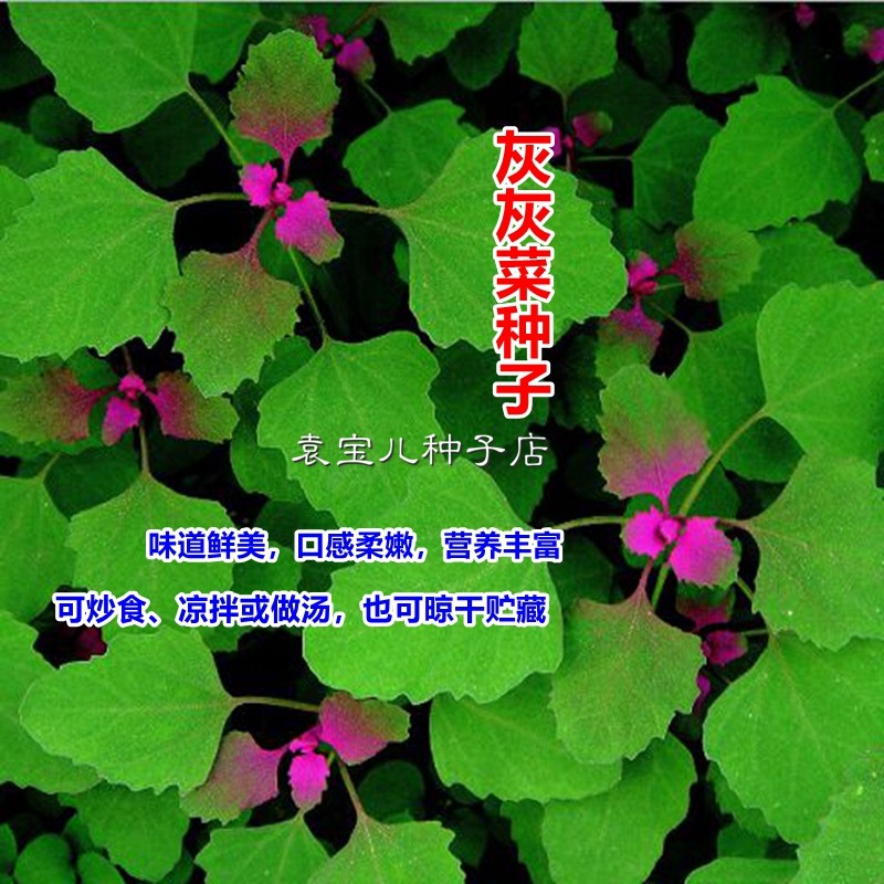 野生灰灰菜种子野菜蔬菜籽子四季播鲜美阳台盆栽庭院藜野灰菜种孑