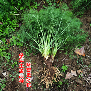小茴香苗盆栽多年生老品种茴香苗带根小茴香老根桩割茬新鲜蔬菜苗