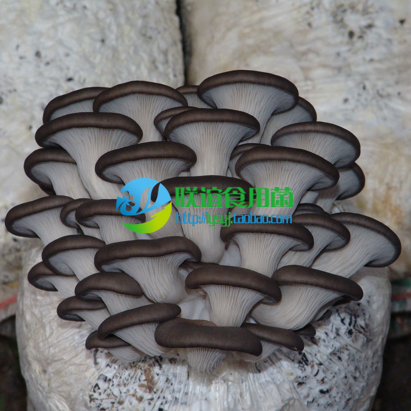 联谊食用菌菌种 母种 秋冬季灰黑色平菇当家品种 【德丰5号】原种