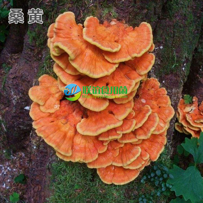 联谊食用菌珍稀食用菌品种母种一级种【桑黄】原种二级种