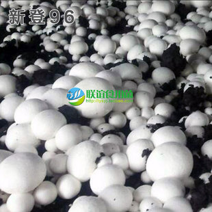 联谊食用菌口蘑双孢菇品种母种一级种蘑菇【新登96】原种二级种