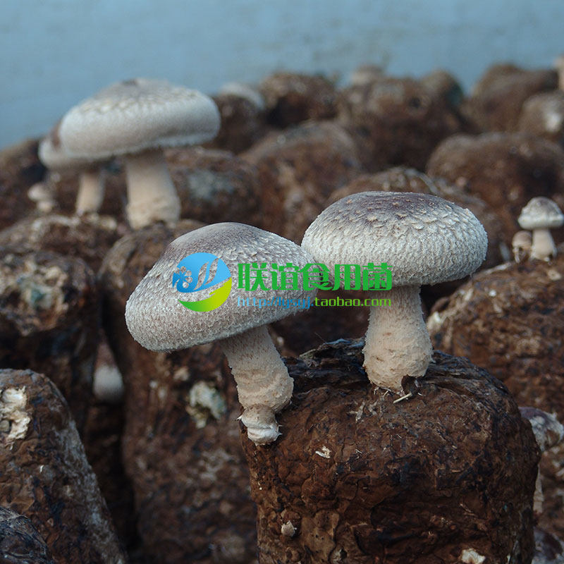 食用菌菌种 母种 秋冬香菇当家品种 【838-1】原种