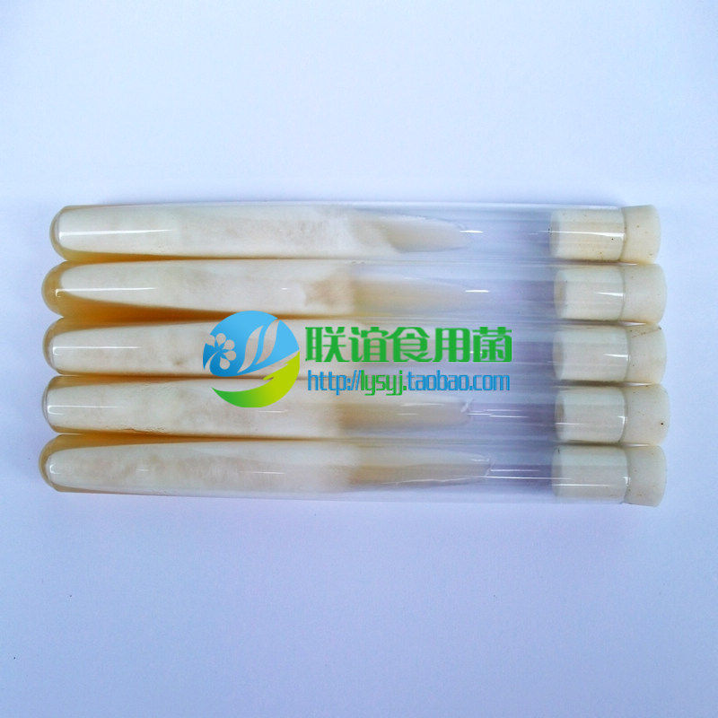 食用菌菌种 菌棒 一级种 各类常见品种纯一代母种(试管1支)