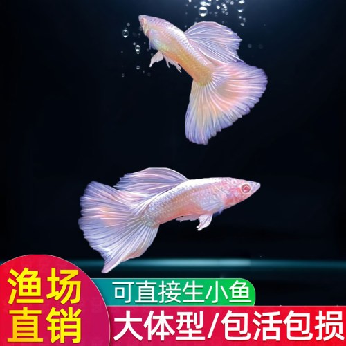 白金礼服孔雀鱼大体型淡水观赏鱼