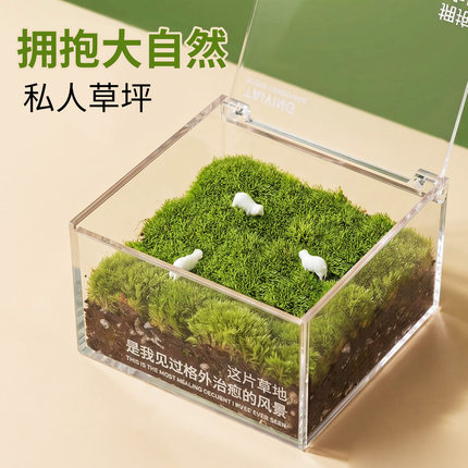 苔藓微景观一片草坪桌面懒人绿植盒子创意礼物亲子趣味植物白发藓