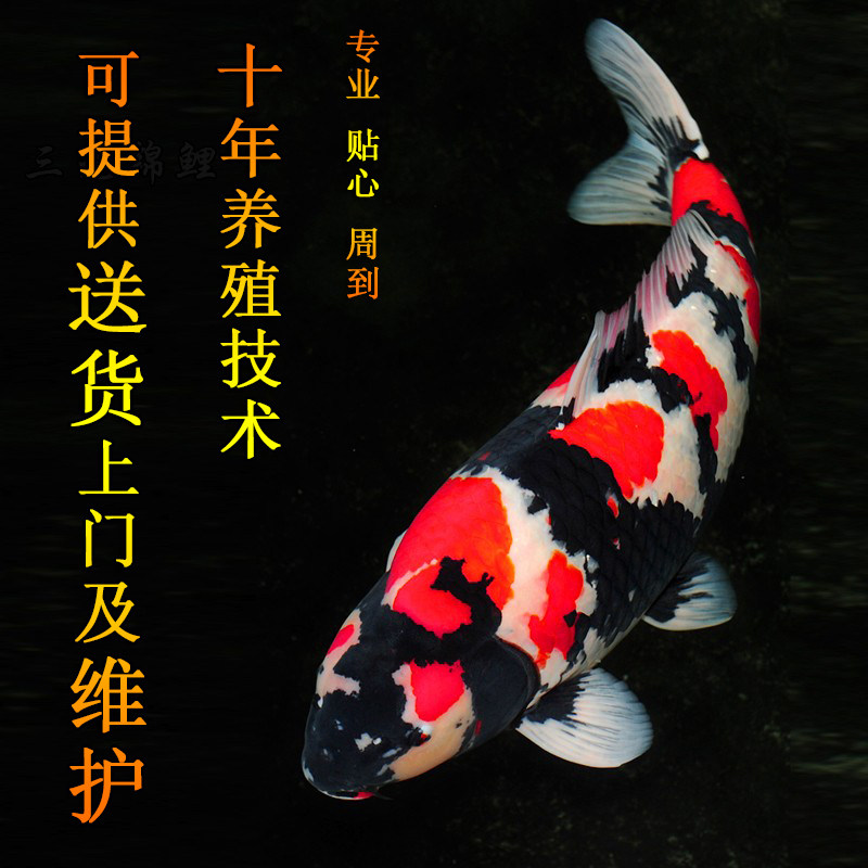 锦鲤活鱼观赏鱼活鱼大型昭和丹顶活体淡水金鱼日本纯种孔雀冷水鱼