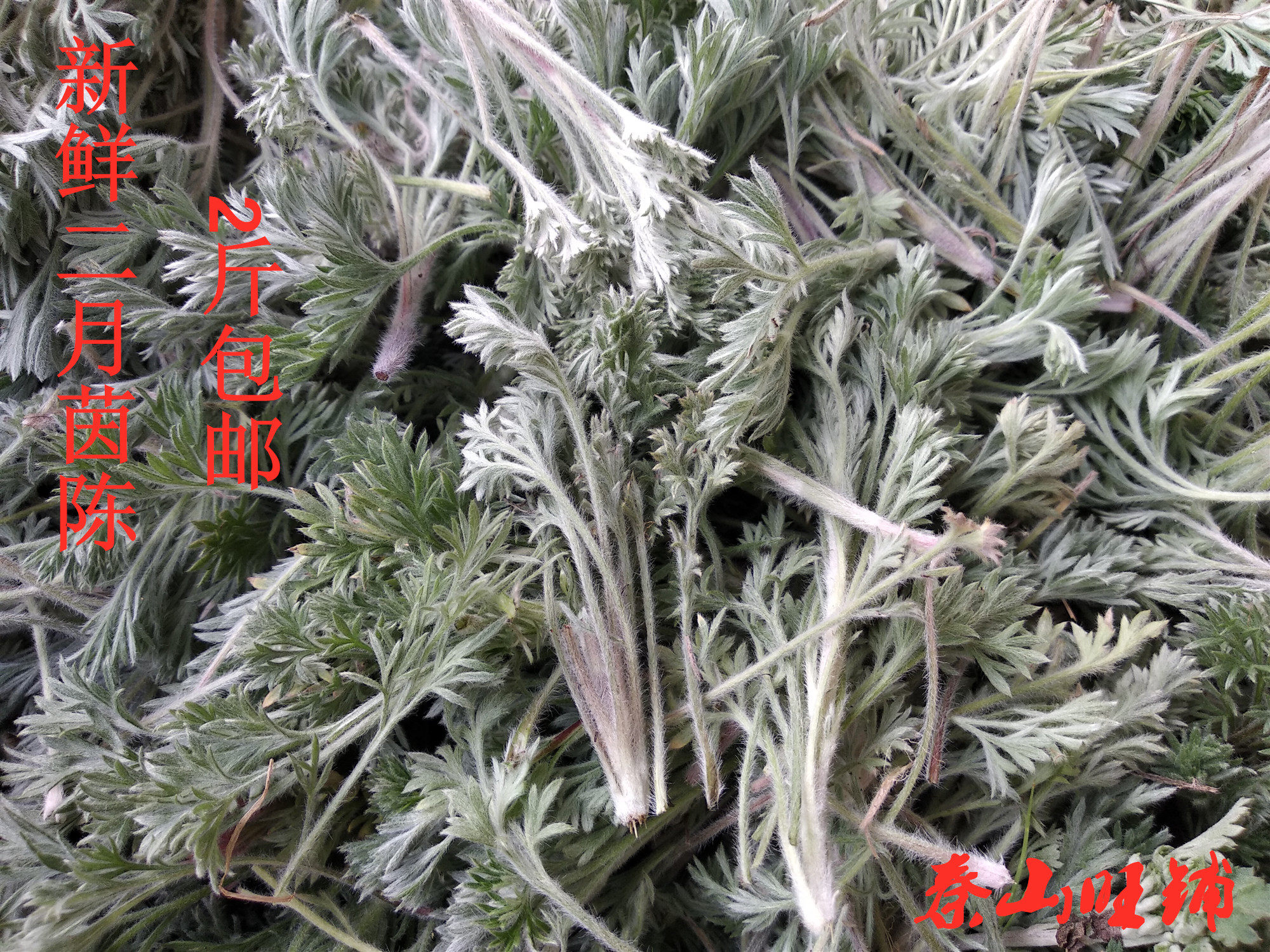 2024秦岭野生陕西新鲜蔬菜野菜野生茵陈草白蒿茵陈蒿3斤装包邮