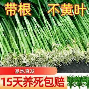 带根富贵竹水培植物水养粗杆发财步步高转运竹子花卉盆栽室内客厅