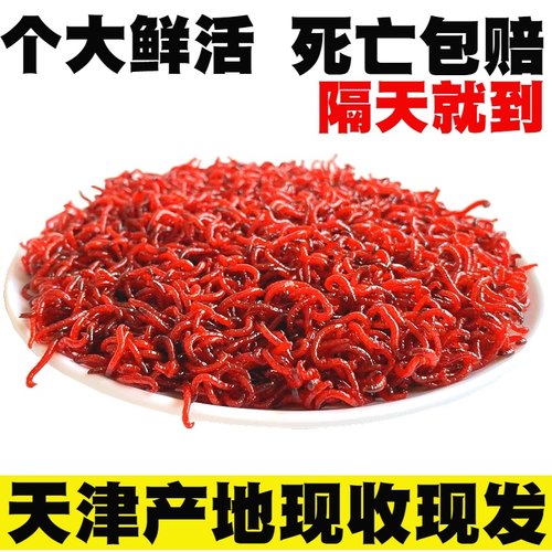 天津红虫鲜活钓鱼拉饵喂鱼鲫鱼饵黑头特大号公红虫母红虫活体活饵