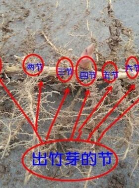 紫竹根多年生发芽快薄利多销