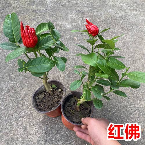 红花佛手盆栽金华佛手树扶手佛手瓜千手观音佛手柑四季常青当年结