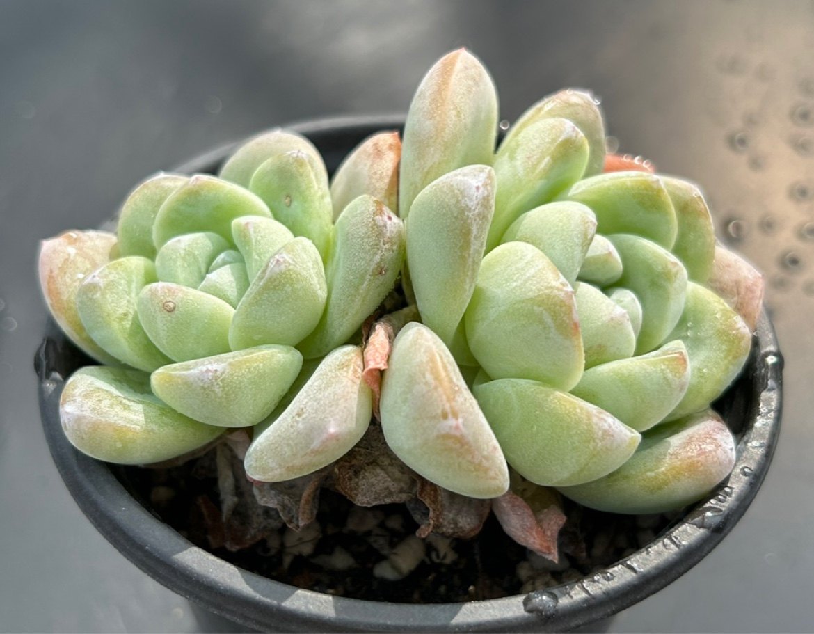 佳境园艺 冰玉9cm 多肉植物 一物一拍 满38包邮除偏远