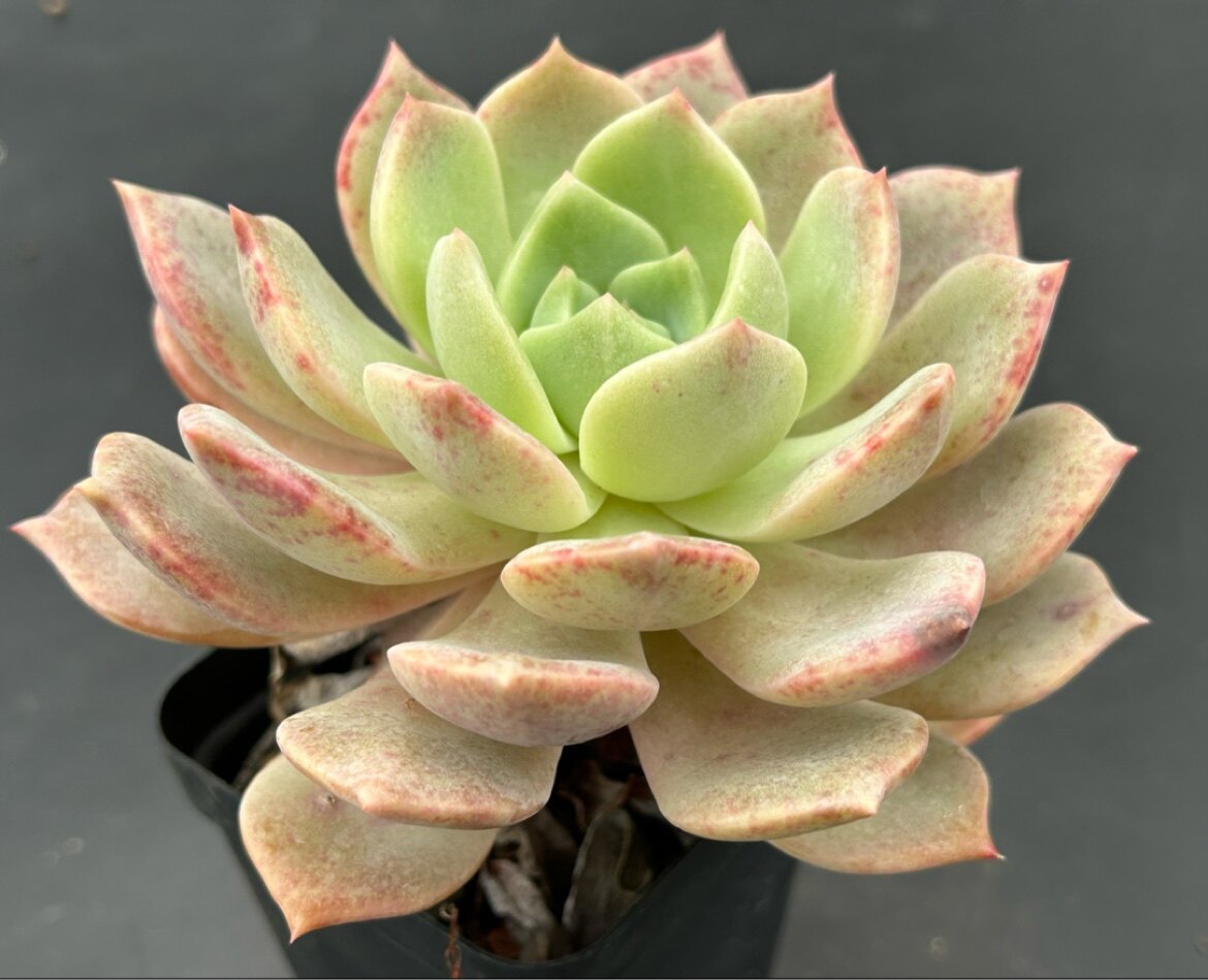 佳境园艺 橙梦露杂交白牡丹12.5cm 老桩 多肉植物 一物一拍