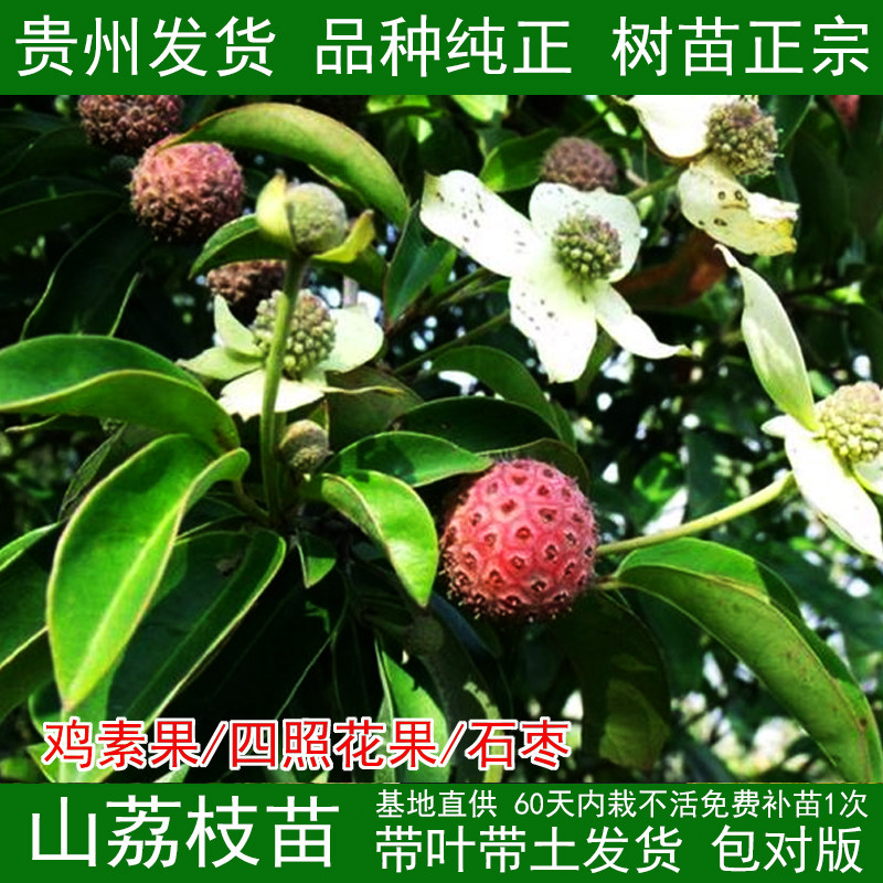 鸡素果四照花石枣羊梅山荔枝野果四季常绿庭院果树 南北可种 带杯