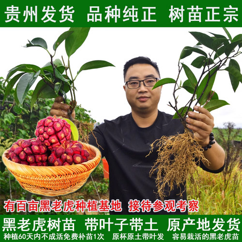 黑老虎树苗布福娜种苗大血藤冷饭团恶魔果实大苗带发货 当年 庭院 - 封面