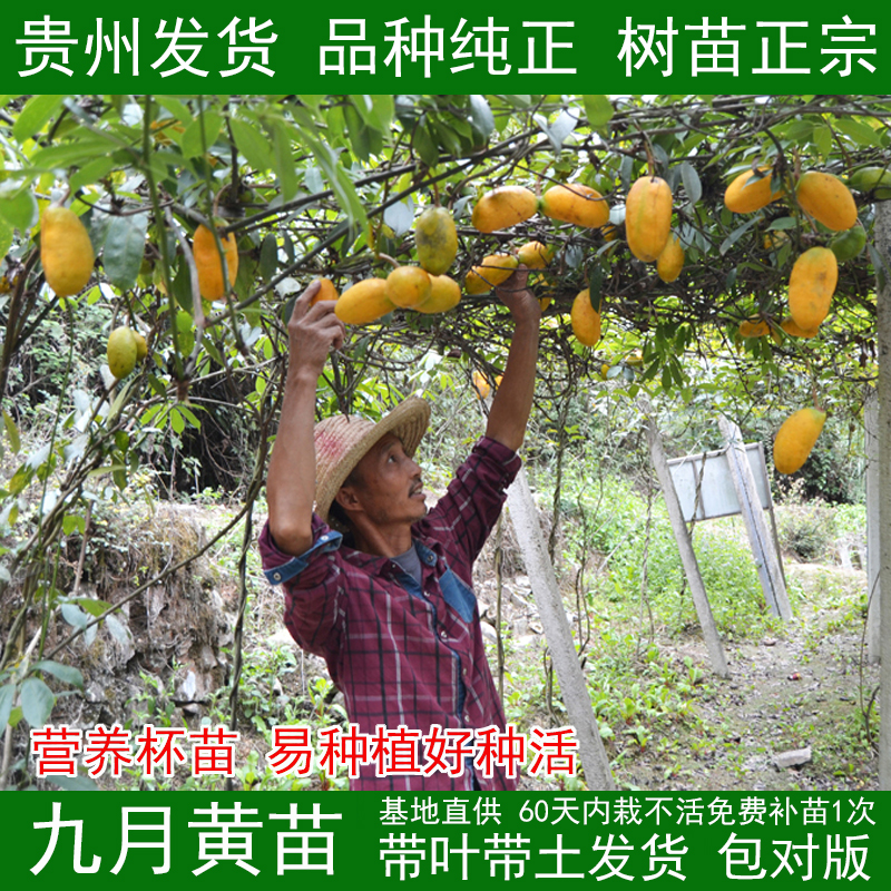 贵州九月树苗拿藤包牛卵奇异果