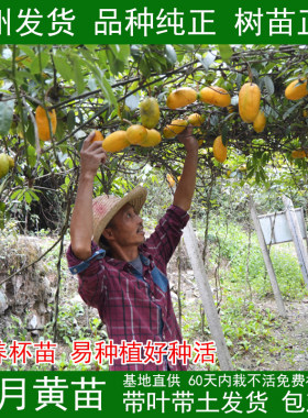 贵州九月树苗拿藤包牛卵奇异果