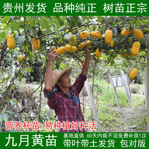 贵州九月树苗拿藤包牛卵奇异果