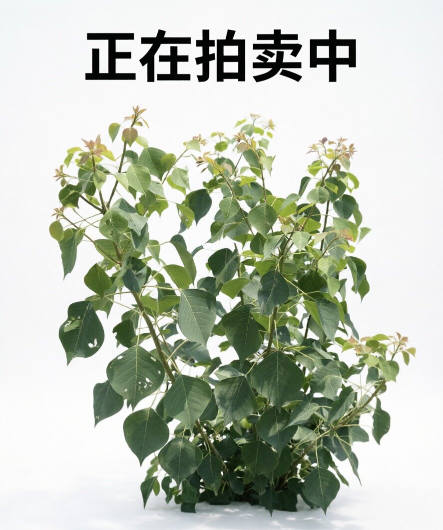 乌桕树乌桕叶乌桕种子开花上蜂蜜蜂多做盆景艺术设计家庭院