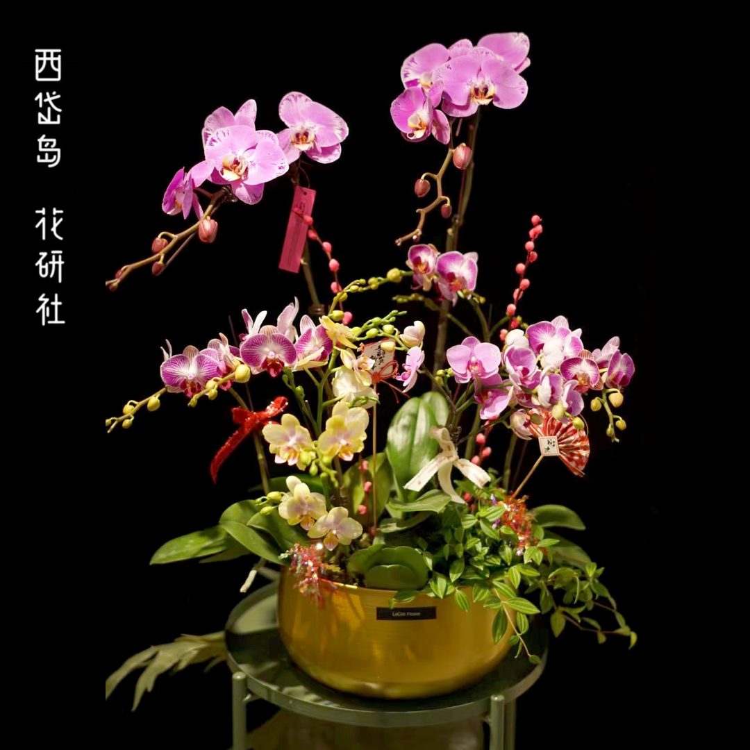 西岱岛北京同城配送年宵花卉新年送礼 蝴蝶兰组合盆栽植物 浅月