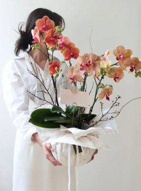 西岱岛北京同城配送闪送2026新年花卉祝福送礼蝴蝶兰盆栽植物