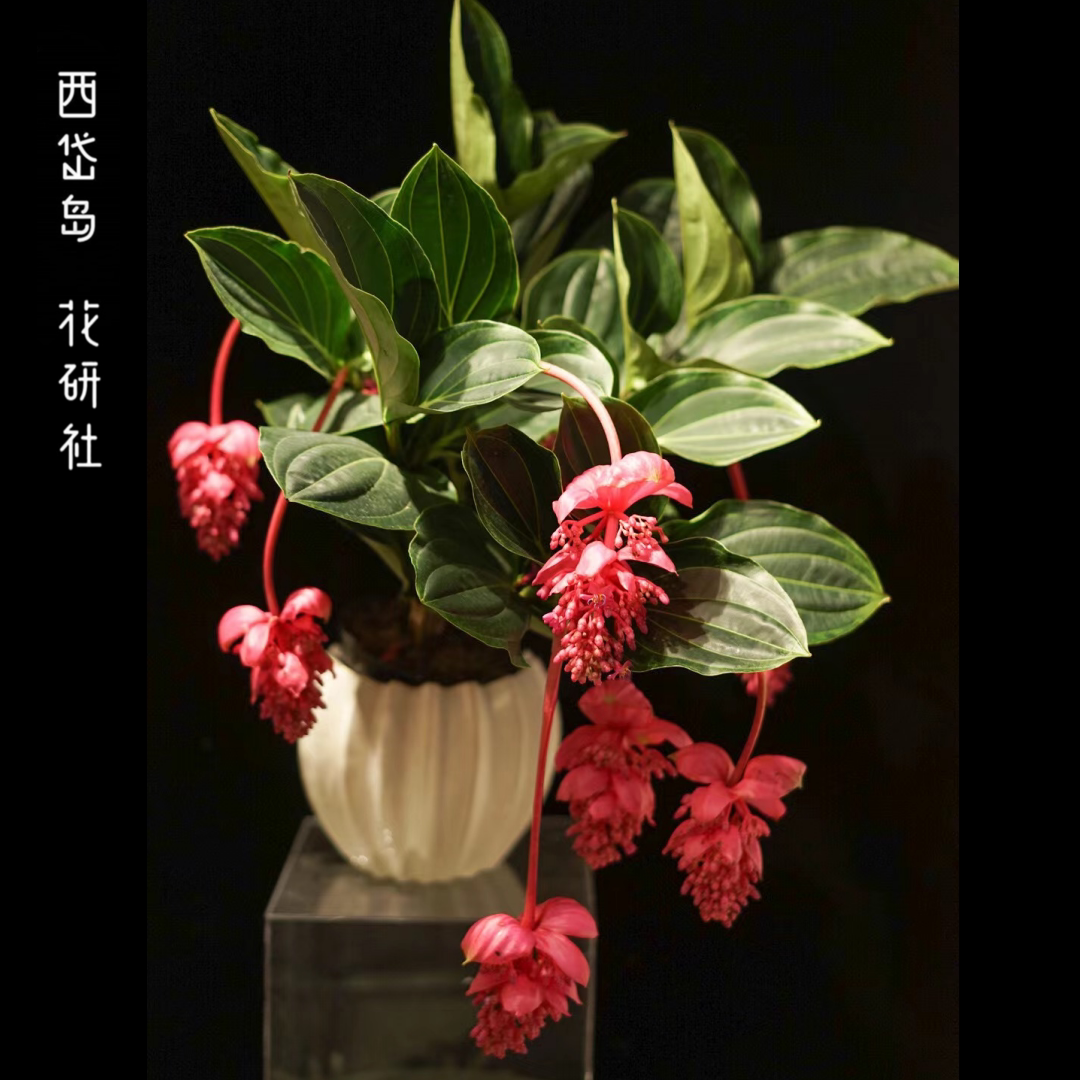 超长花期办公桌生日宝莲灯大盆栽