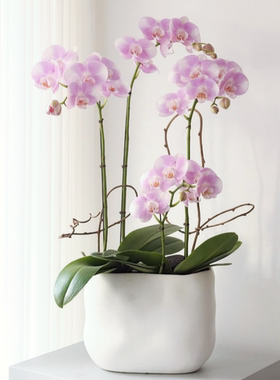 西岱岛北京同城配送新年花卉乔迁送礼蝴蝶兰进口花盆盆栽植物