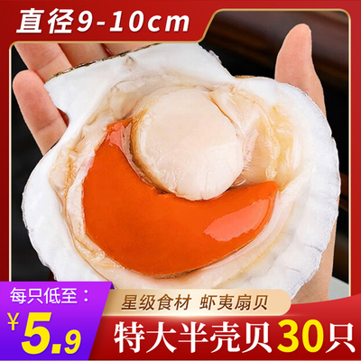 半壳贝鲜活速冻超大肉肥扇贝商用