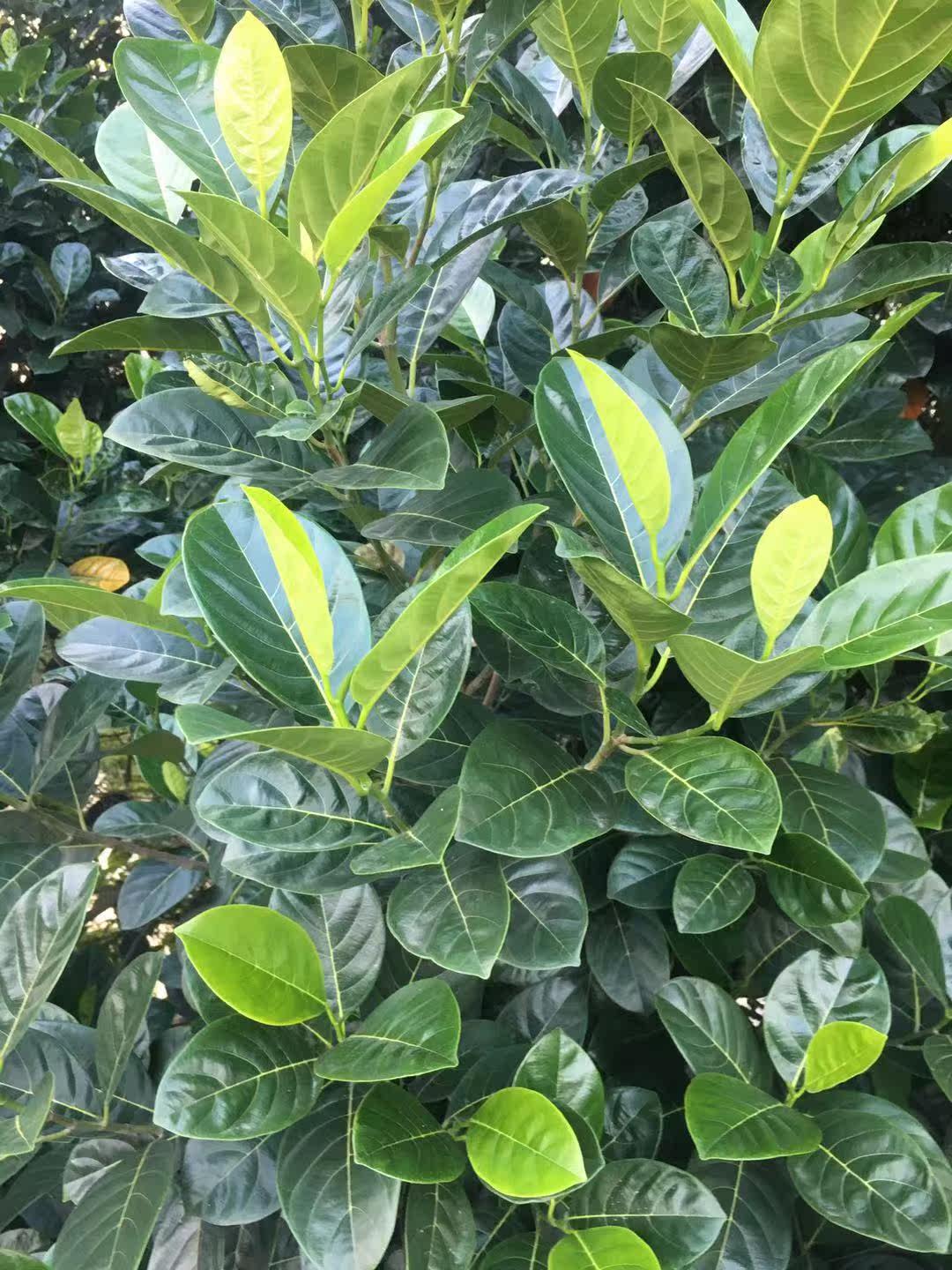 菠萝蜜树叶子树叶片现摘新鲜叶子