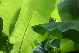 4斤/件 香蕉叶 新鲜 芭蕉叶 新鲜 做粽子糍粑糕点 包邮