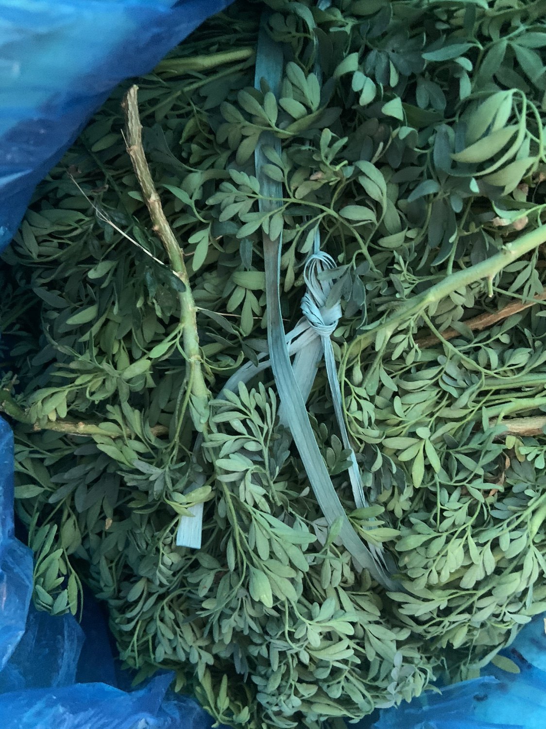 新鲜臭草芸香草名贵中药材清热解暑绿豆糖水香草现正热卖500克