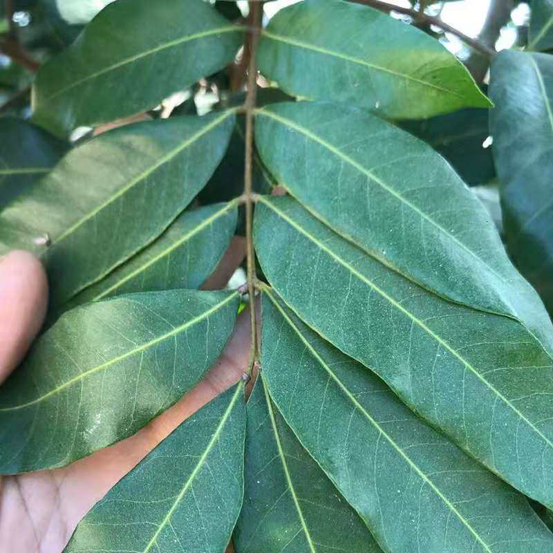 新鲜现摘龙眼叶养龟装饰躲避造景调节酸碱仿生态桂圆叶1000克包邮图片