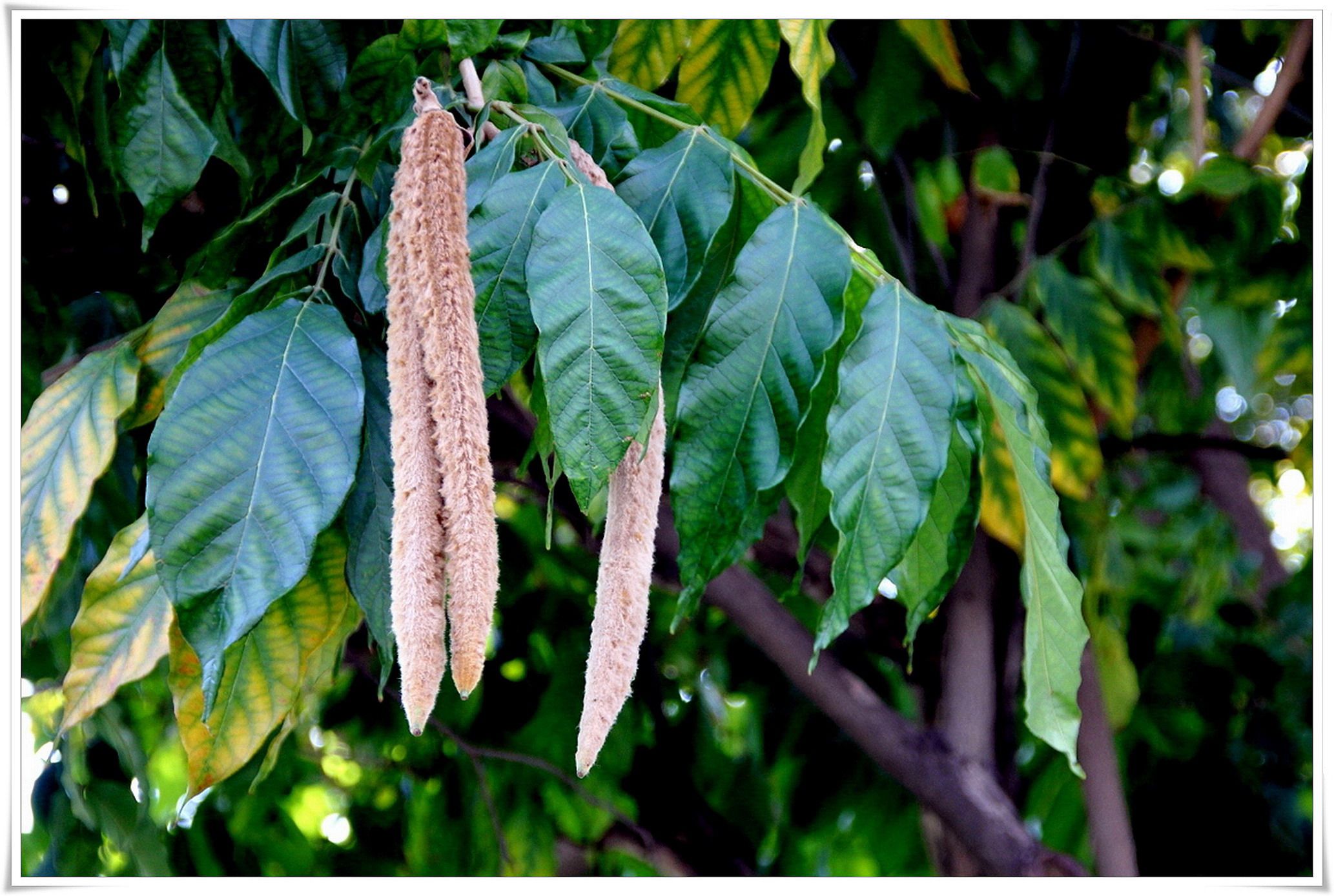 中草药猫尾树根,猫尾木树胃500g