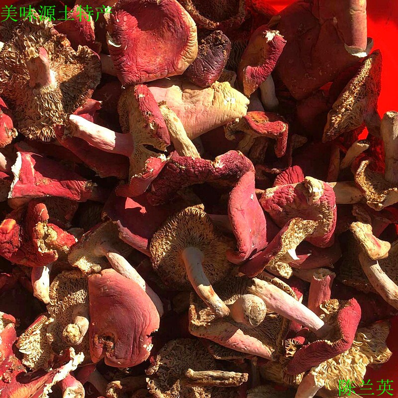 湖南湘西邵阳隆回特产小沙江农家高山采野生红菌红菇朵野蘑菇