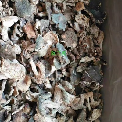 湖南湘西邵阳隆回特产虎形山野生菌绿豆菇朵等杂菌高山野枞树菇朵