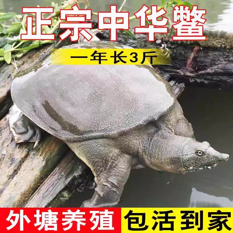 1.2斤新鲜野养甲鱼鲜活王八水鱼老鳖苗小甲鱼苗包活送到死了包赔