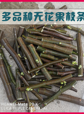 A B C D E F G H 无花果枝条