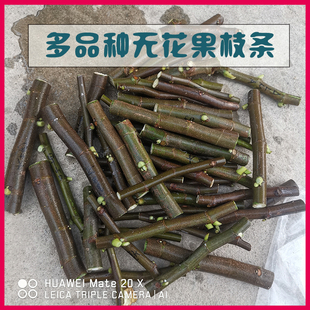 A B C D E F G H 无花果枝条