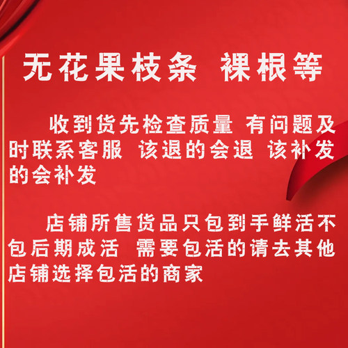 无花果枝条  高压包 盆栽 裸根 白头苗 专拍链接  请勿乱拍