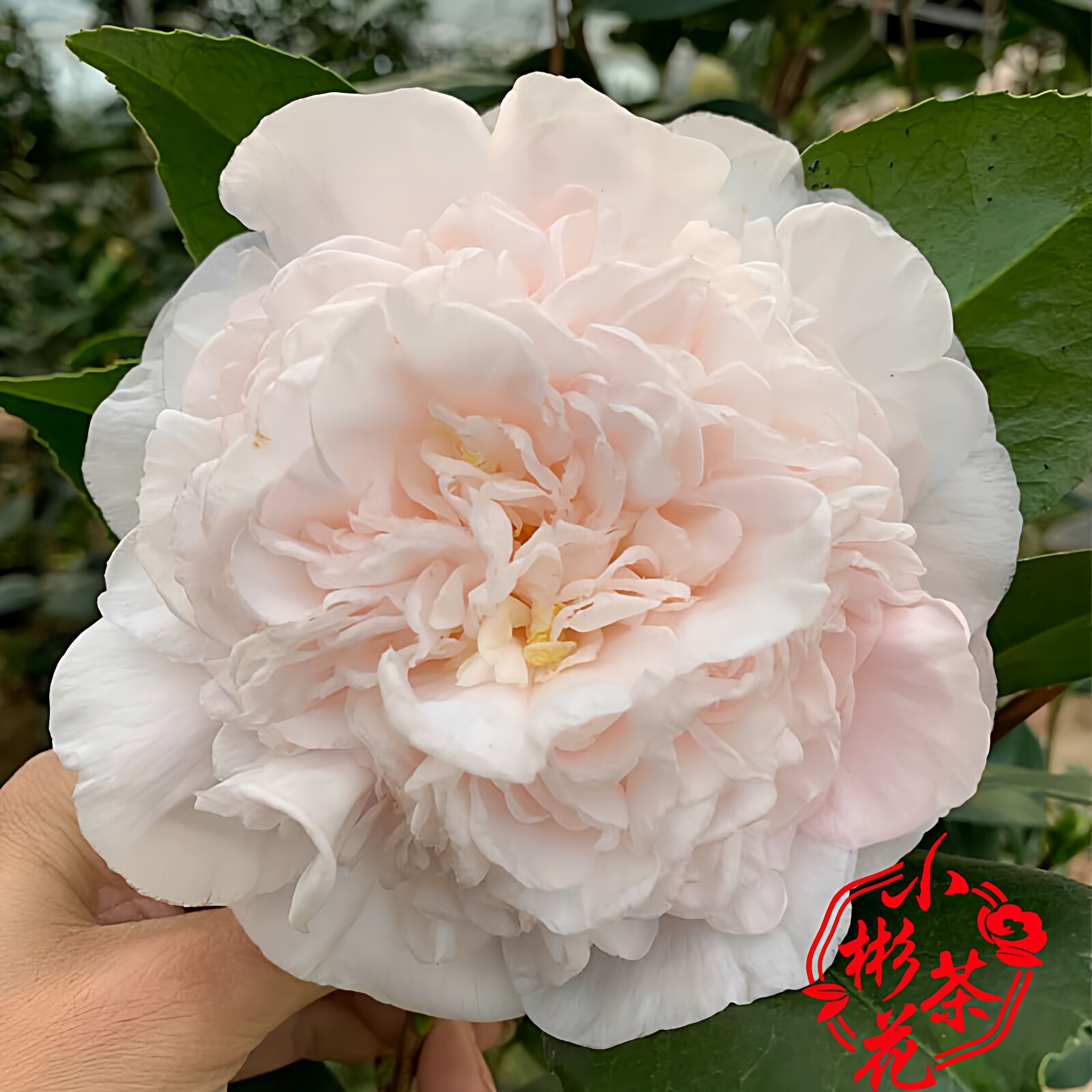 新品进口巨型白色四季花开不断戴氏之歌茶山茶花耐冻耐寒绿植盆栽