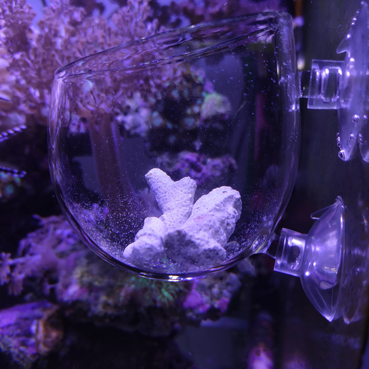 造景珊瑚海葵杯专珊瑚奶嘴海图片
